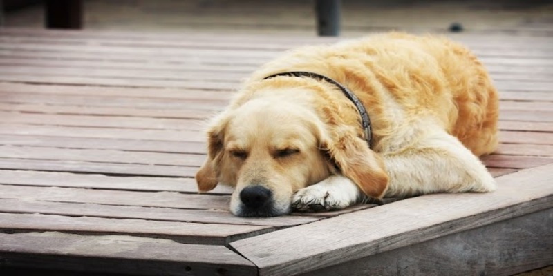 Thông tin khám phá về ý nghĩa việc nằm mơ thấy chó